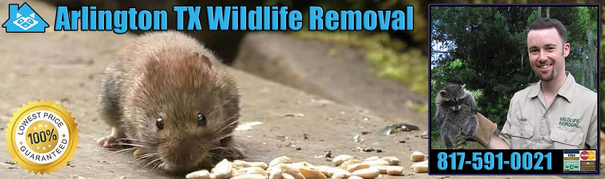 Arlington Wildlife and Animal Removal
